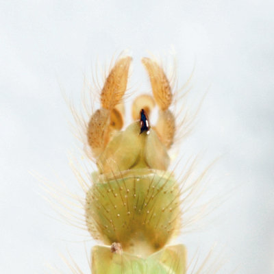 Axarus festivus species group (tail end of male)