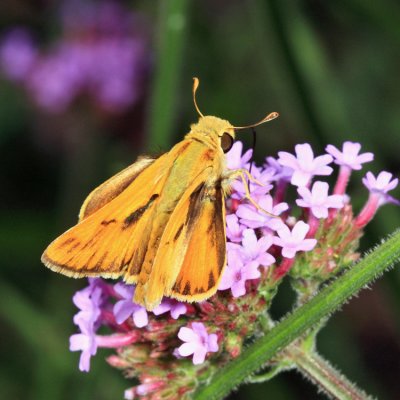 Fiery Skipper - Hylephila phyleus (male)