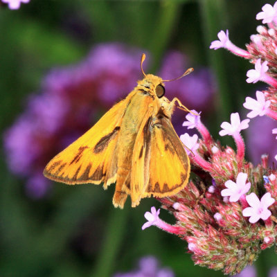 Fiery Skipper - Hylephila phyleus (male)