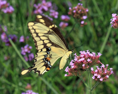 Giant Swallowtail - Papilio cresphontes