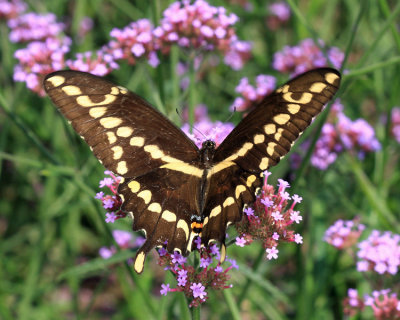 Giant Swallowtail - Papilio cresphontes