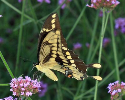 Giant Swallowtail - Papilio cresphontes