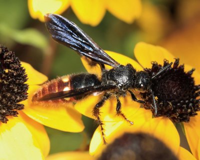 Blue-winged Wasp - Scolia dubia