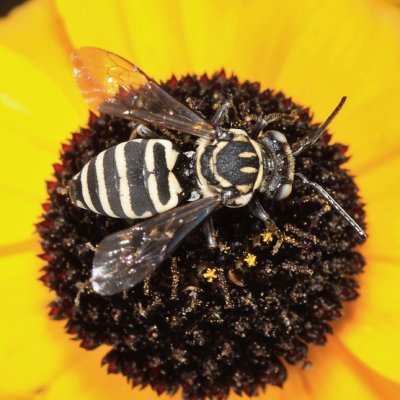 Sunflower Cuckoo Nomad Bee - Triepeolus helianthi