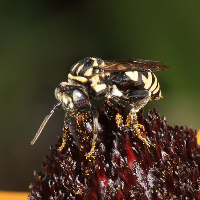 Sunflower Cuckoo Nomad Bee - Triepeolus helianthi