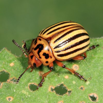 Colorado Potato Beetle - Leptinotarsa decemlineata