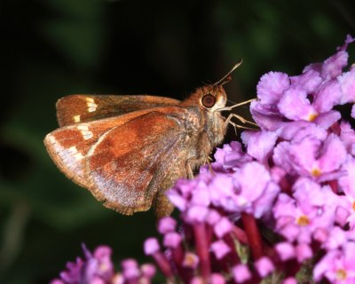 Zabulon Skipper - Poanes zabulon (female)