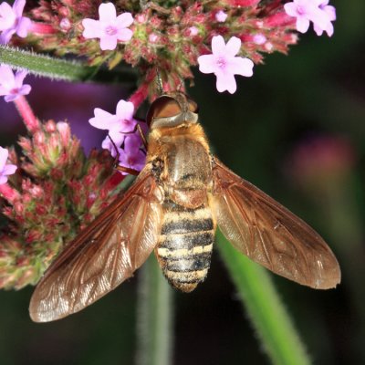 Exoprosopa fasciata