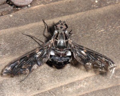 Tiger Bee Fly - Xenox tigrinus