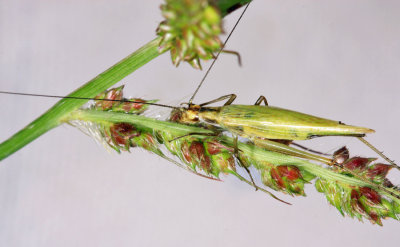 Oecanthus sp. (forbesi/nigricornis)