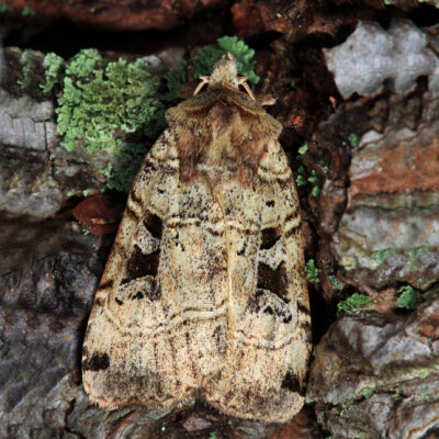 10943 - Norman's Dart - Xestia normanianus