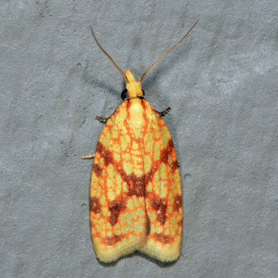 3695 - Sparganothis Fruitworm Moth - Sparganothis sulfureana