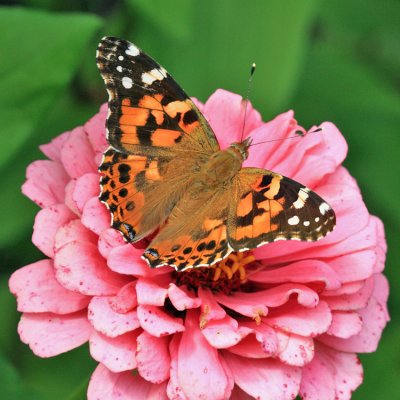 Painted Lady - Vanessa cardui