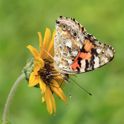 Painted Lady - Vanessa cardui