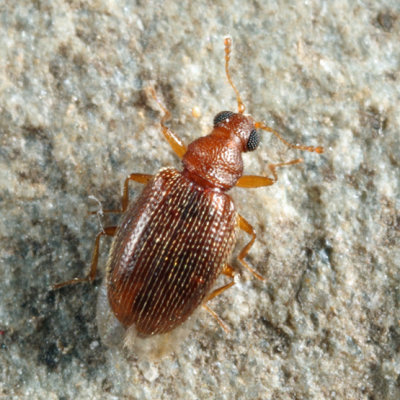 Melanophthalma sp.