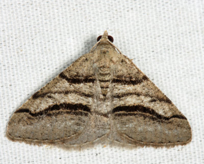 6362 - Curve-lined Angle - Digrammia continuata