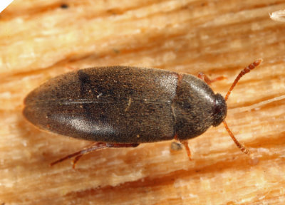  Orchesia cultriformis