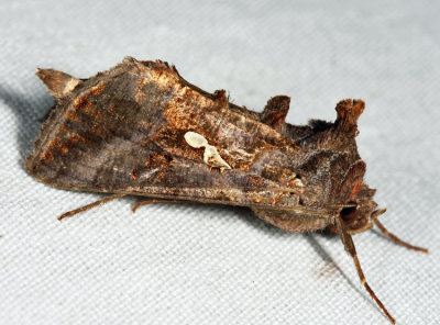 8908 - Common Looper Moth - Autographa precationis