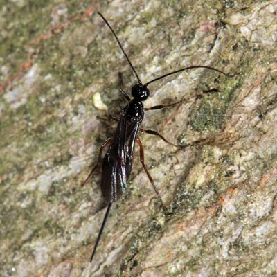 Braconid Wasps - subfamily Helconinae