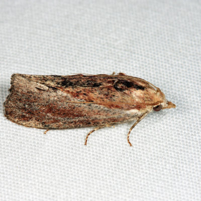 5622 - Greater Wax Moth - Galleria mellonella