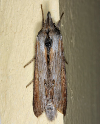 10200 -  Goldenrod Hooded Owlet - Cucullia asteroides