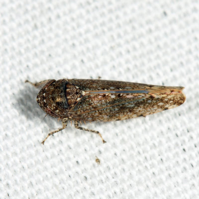 Bespeckled Leafhopper - Paraphlepsius irroratus