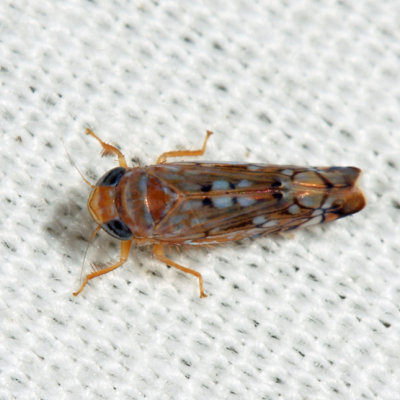 Scaphoideus sp.