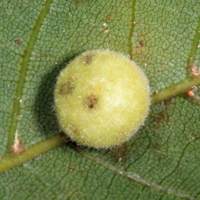 Hickory Peach-haired Gall Midge - Caryomyia persicoides