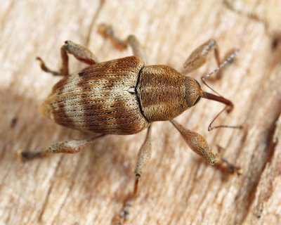 Curculio nasicus