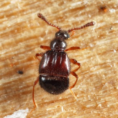 Decarthron laurenticum