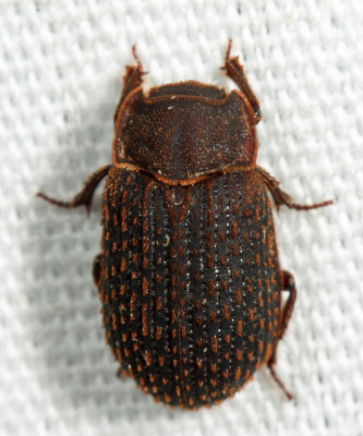 Trox aequalis