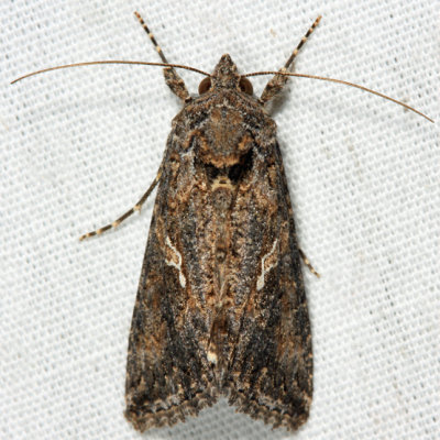 8887 -  Ni Moth - Trichoplusia ni
