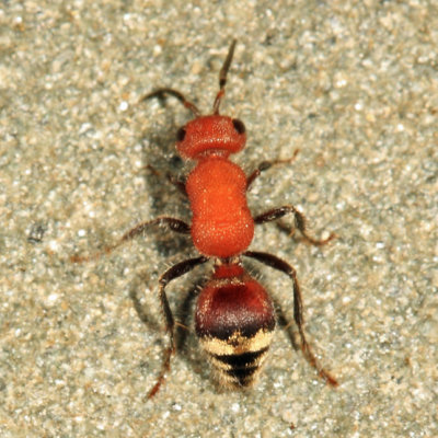 Timulla vagans