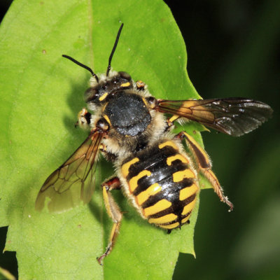 European Wool Carder Bee (Anthidium manicatum) - Anthidium oblongatum 