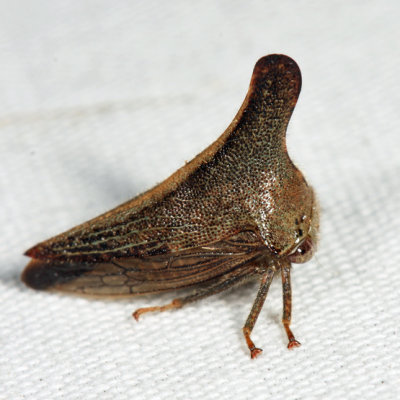 Glossonotus turriculatus