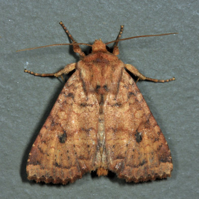 9373 - Yellow Three-Spot - Apamea helva