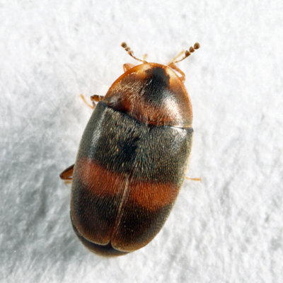 Minute Hooded Beetles - Corylophidae