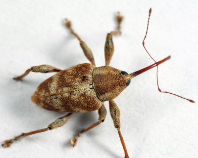 Curculio iowensis