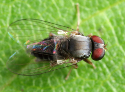 Lindneromyia flavicornis