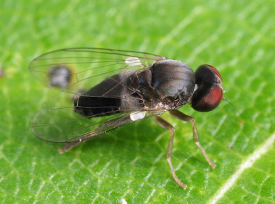 Lindneromyia flavicornis