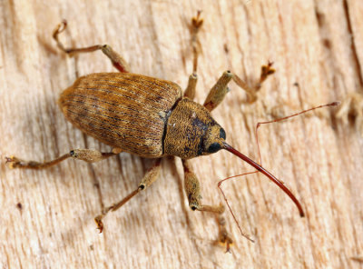 Large Chestnut Weevil - Curculio proboscideus