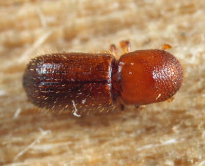 Xyleborus affinis