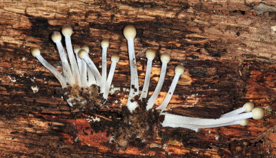 Mycena sp.