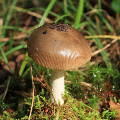 Amanita rubescens