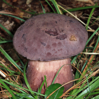 Polypore Fungi