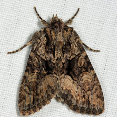  9419  Adorable Brocade Moth  Platypolia mactata
