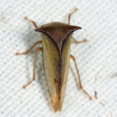 Stictocephala tauriniformis