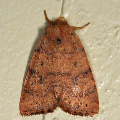 9961 -  Dotted Sallow - Anathix ralla