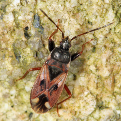 Eremocoris borealis