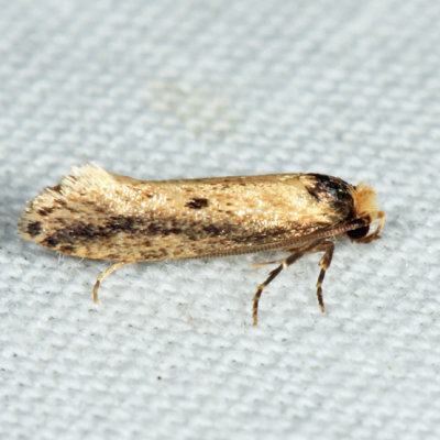 0392 - Tinea apicimaculella